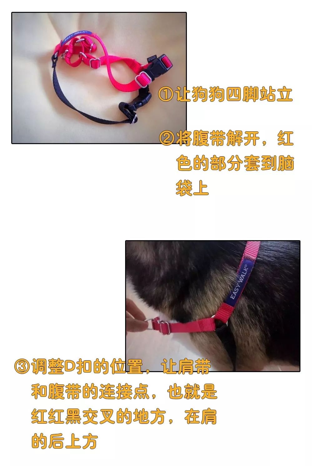 铲屎官安全注意事项,铲屎官遇到危险土狗