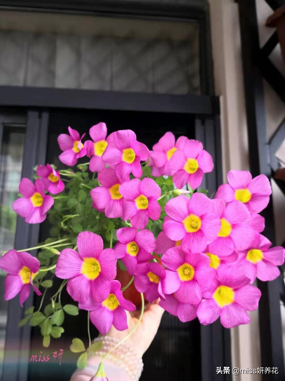 酢浆草种球品种图鉴大全,酢浆草种球品种图鉴