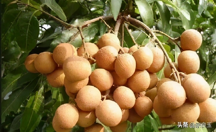 桂圆治失眠咋吃,龙眼有治疗健忘失眠的作用吗