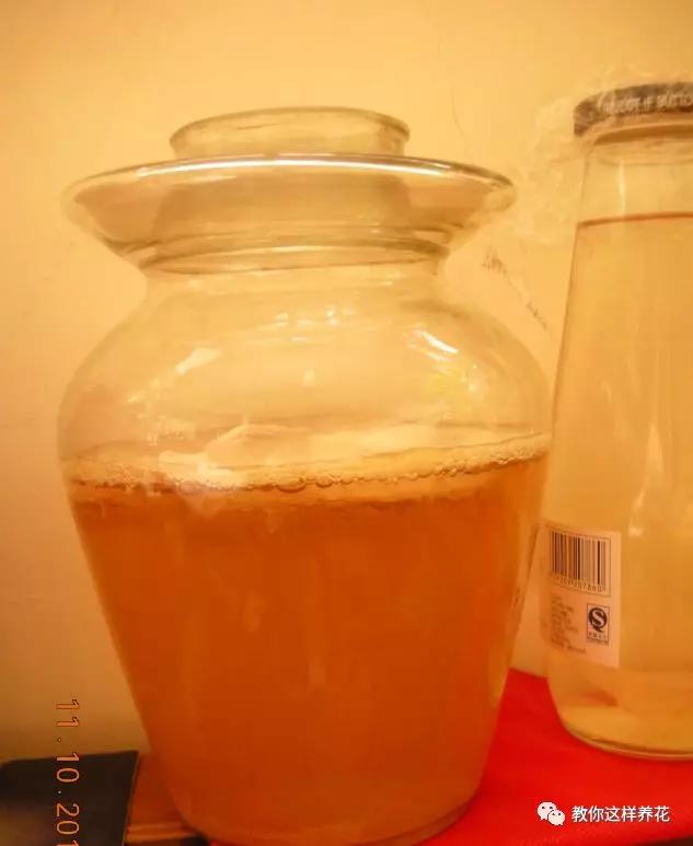 给花浇白醋会怎么样,给花浇营养液后叶子黄了