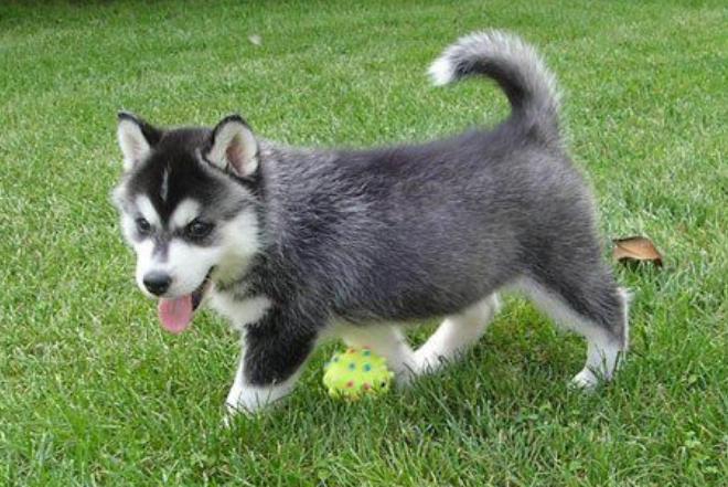 狗狗为什么喜欢咬主人的衣物,狗狗为什么喜欢咬主人的头发