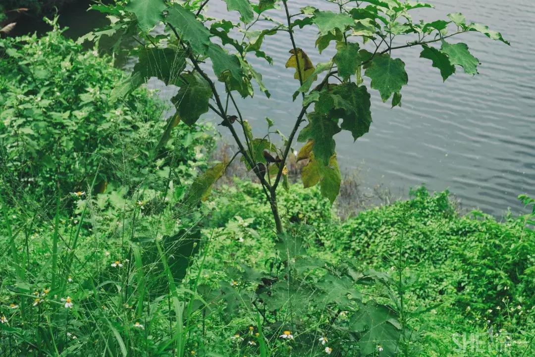 深圳市美美美,深圳最美免费水库