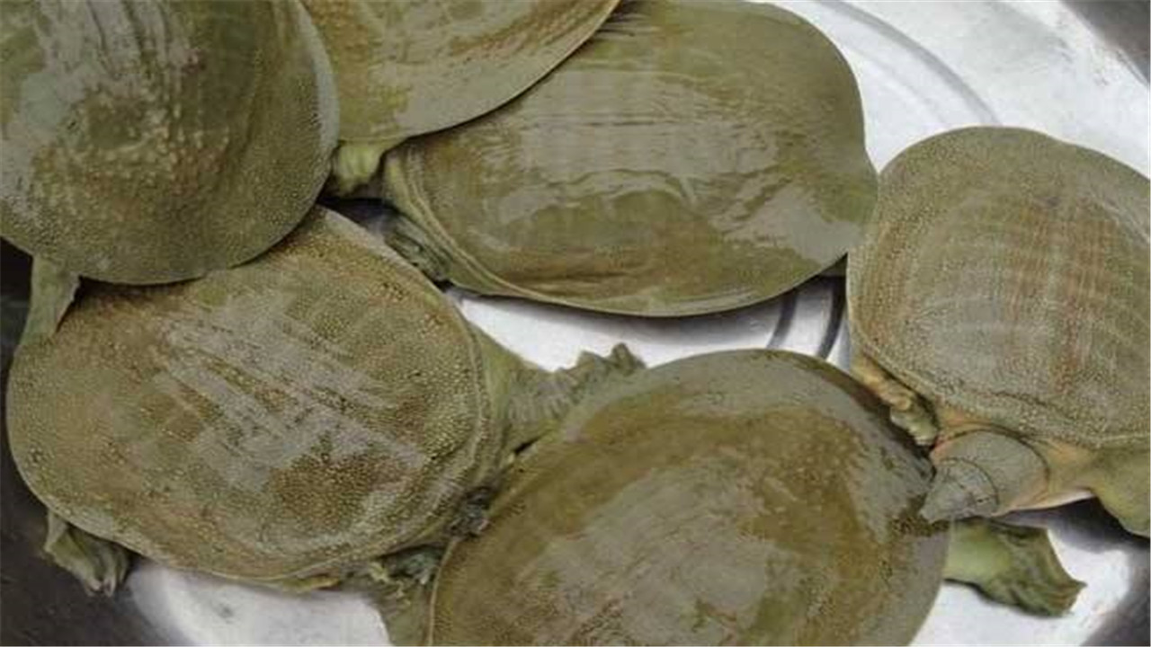 实用龟鳖养殖技术视频讲解,鳖鱼养殖技术视频