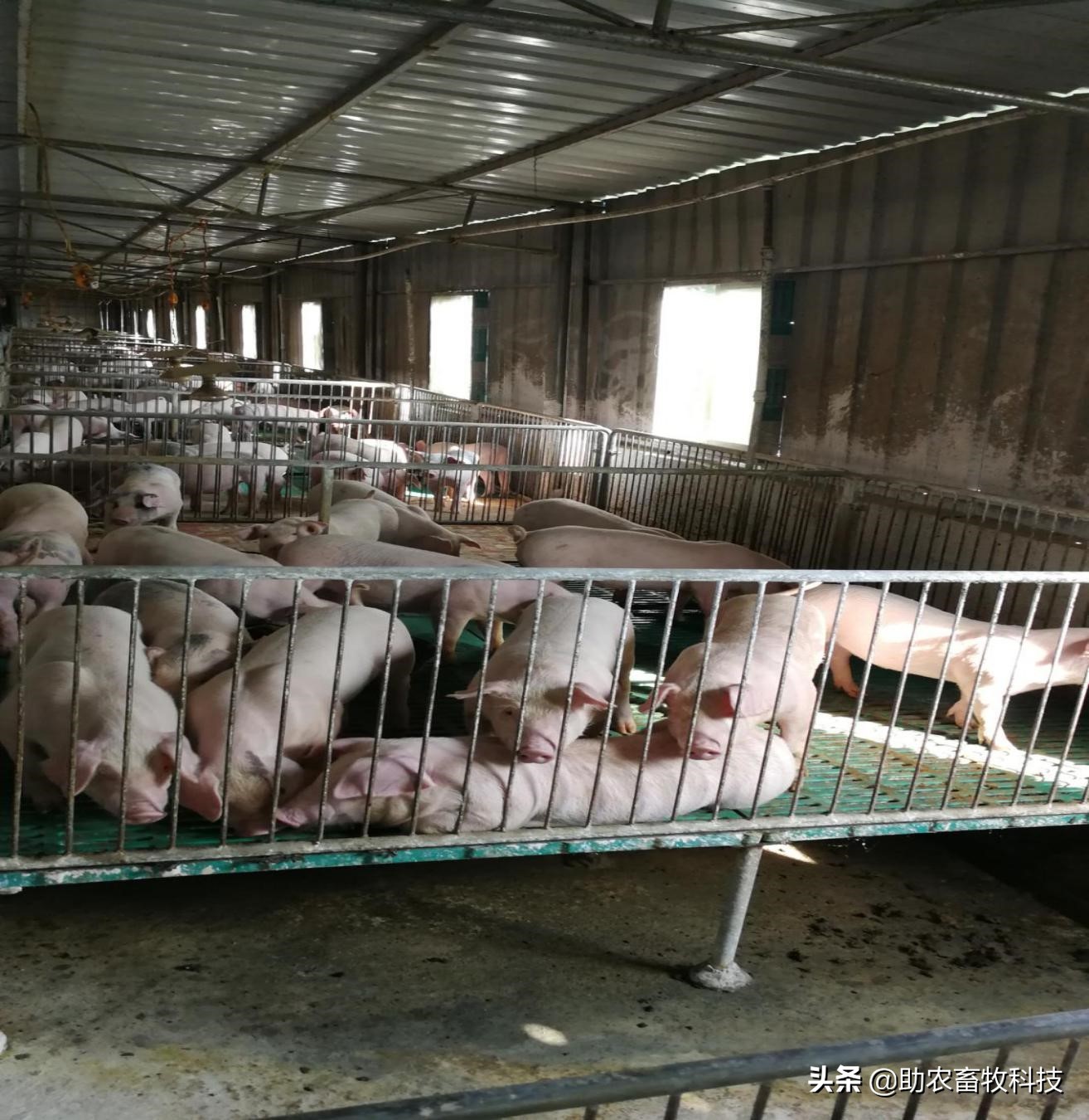 一个能让非洲猪瘟止步于门外的中药配方把这个猪场复养成功