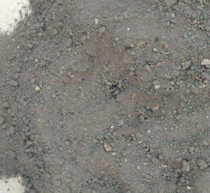 土壤中蒜苗需要把它全部盖住吗,大矿泉水瓶蒜苗土壤种植方法