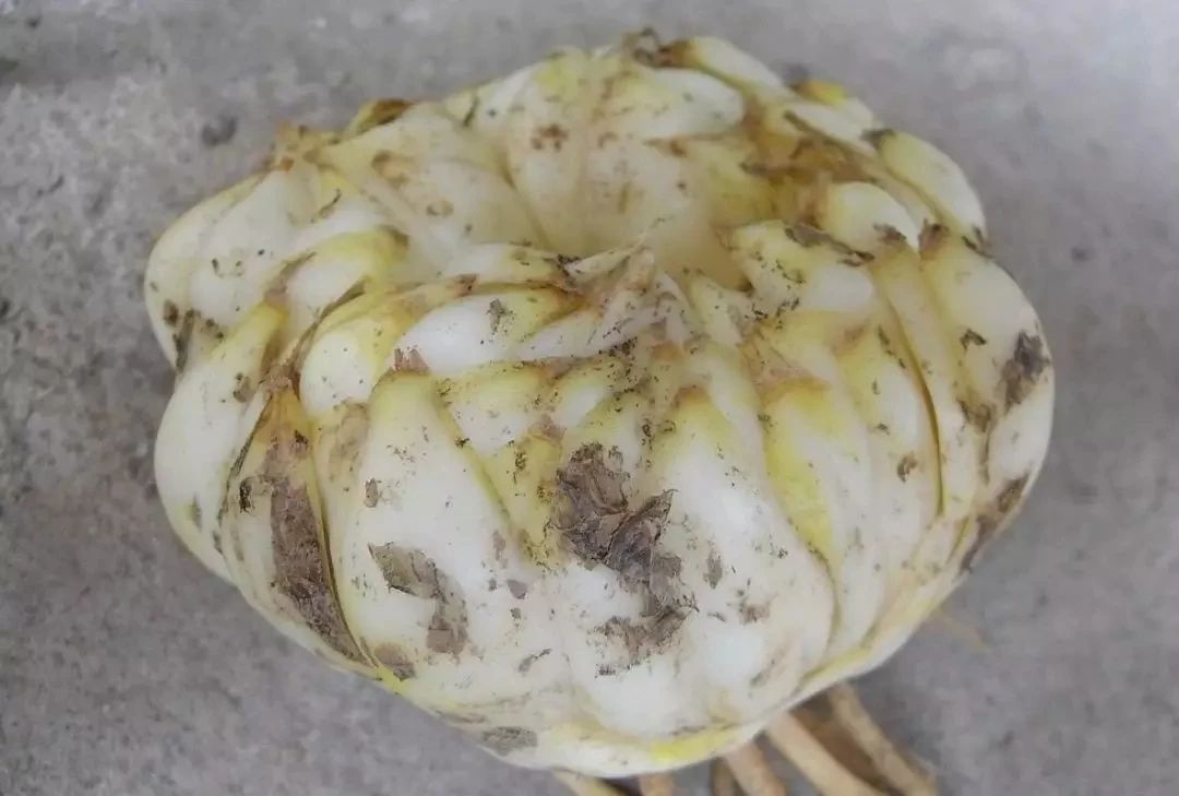 百合开败了怎么可以继续开花,盆栽百合开败了多久才能再发芽