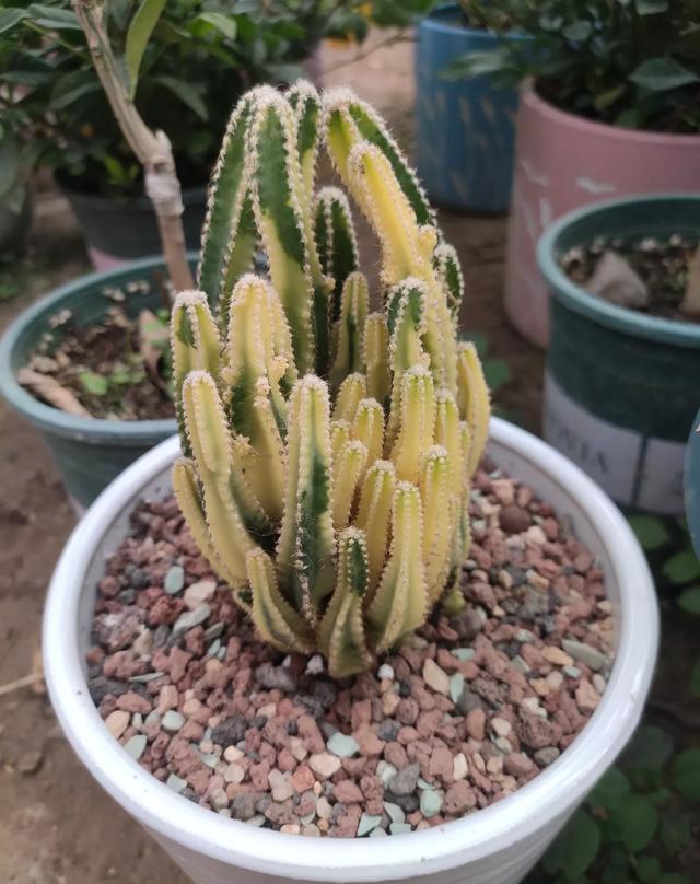 多肉万重山变软发黄补救方法,多肉万重山开花怎么办