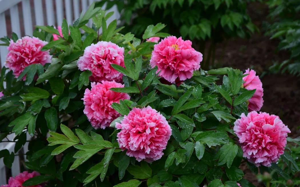 牡丹,熟悉而陌生——“花王”的前世今生,带你重新认识牡丹