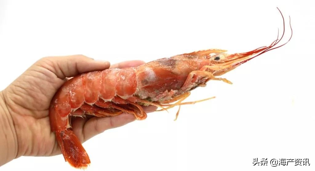 最新阿根廷船冻红虾价格,阿根廷红虾价格行情