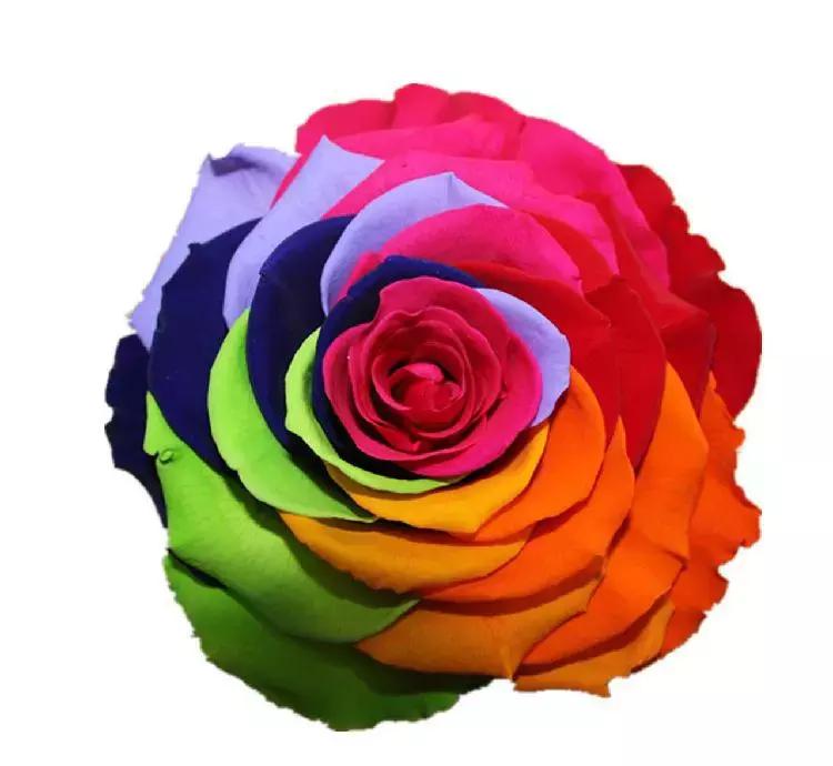 玫瑰大全|说到玫瑰只能想到红玫瑰的,建议你好看看本文!