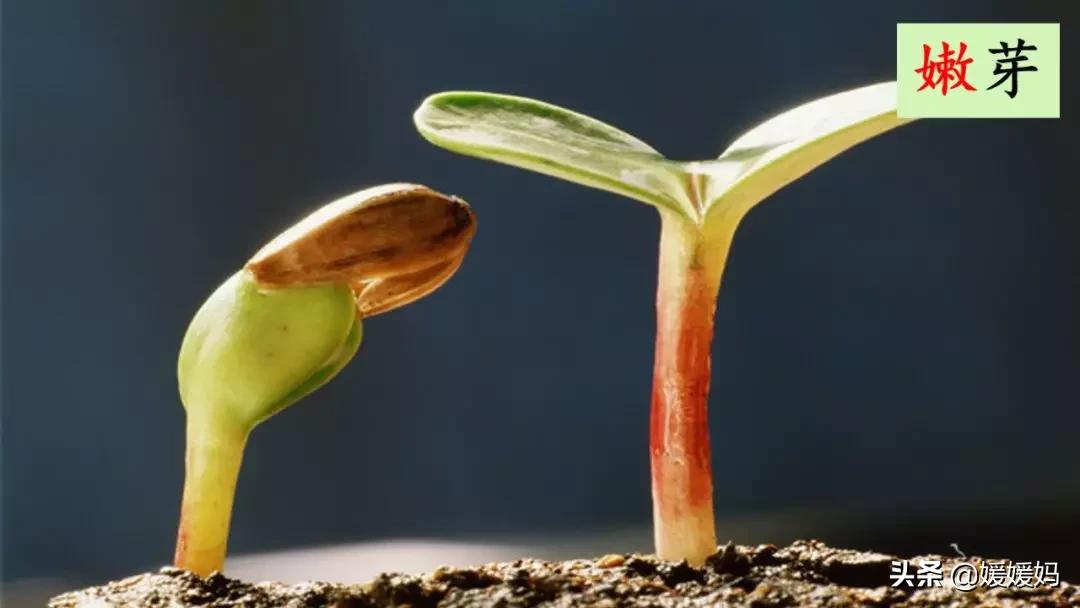 找春天二年级下册仿写第8自然段,找春天二年级下册朗读123自然段