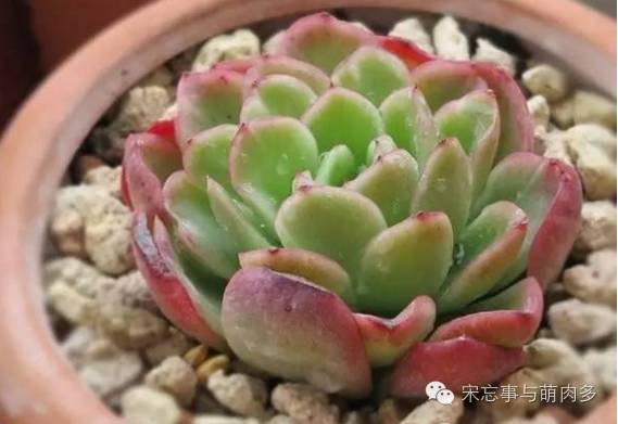 多肉月影系有哪些品种,月影系多肉品种大全