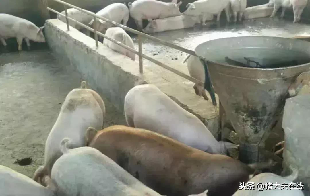 经验贴：猪反复发烧，别担心，教你如何解决！