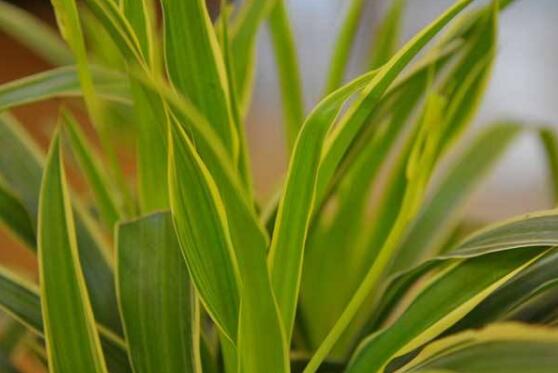 吊兰叶子发黄原因和解决方法,吊兰叶子发黄吊兰喷营养液好吗