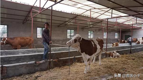 牛下颌肿胀有哪些疾病,牛的脖子下面肿怎么办