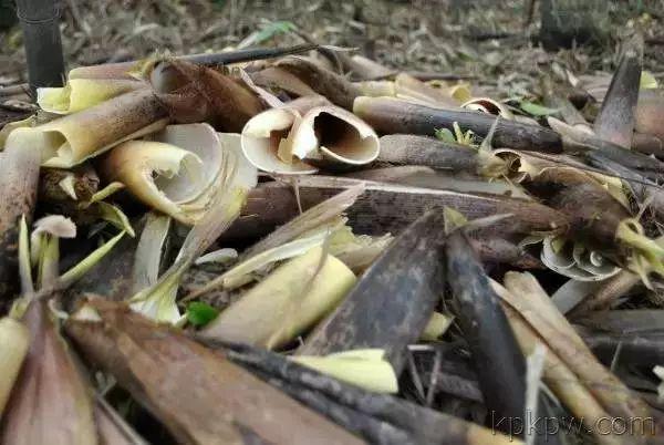 科普端午节和吃粽子的由来,端午粽百科