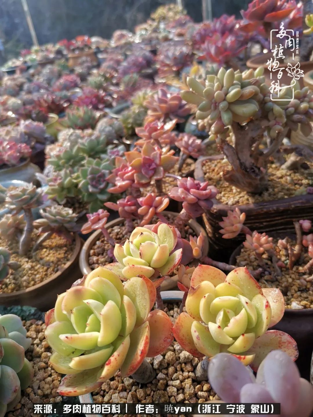 多肉初级入坑者,入坑多肉