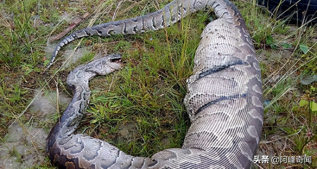 侏罗纪有巨蟒吗,侏罗纪世界最大巨蟒
