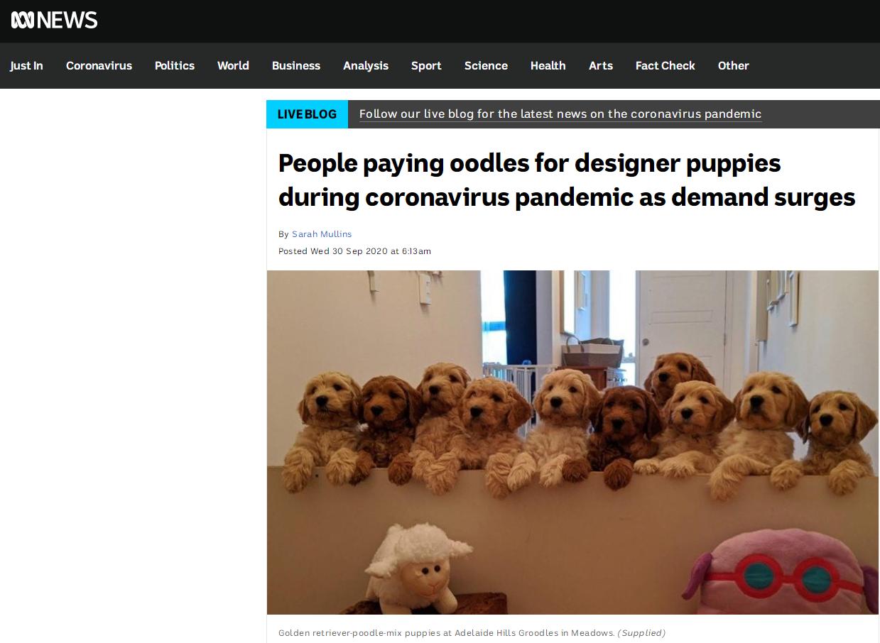 澳大利亚宠物狗,澳大利亚宠物犬