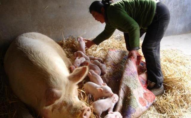 母猪产子小猪死亡率高,产房小猪死亡率高怎么解决