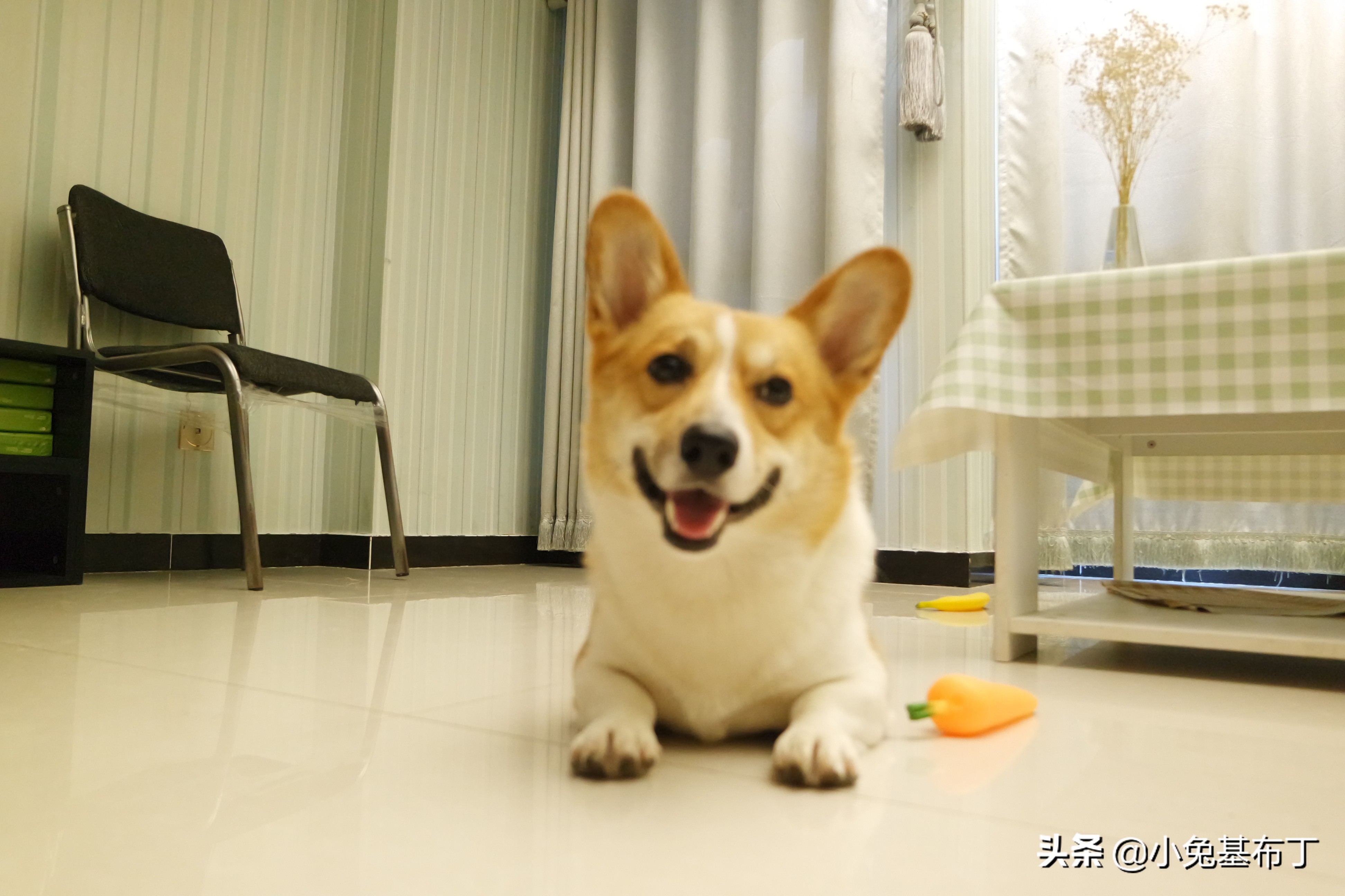 狗狗脚趾炎不让上药怎么办,狗狗脚趾炎一般几天能好