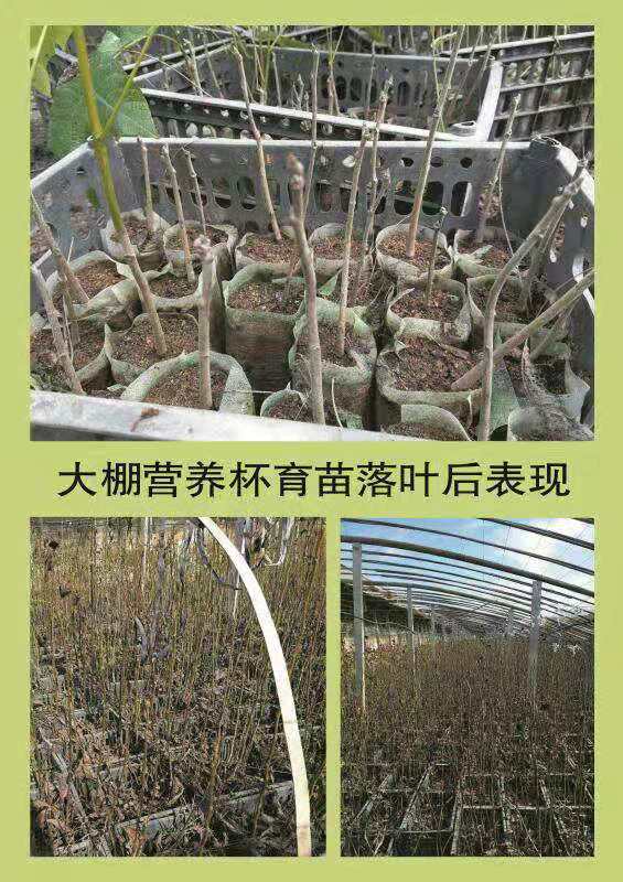 特早熟高产核桃,核桃硒府一号南方种植