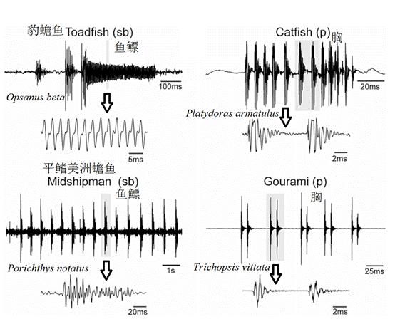 鱼会不会跳出来,鱼会叫吗