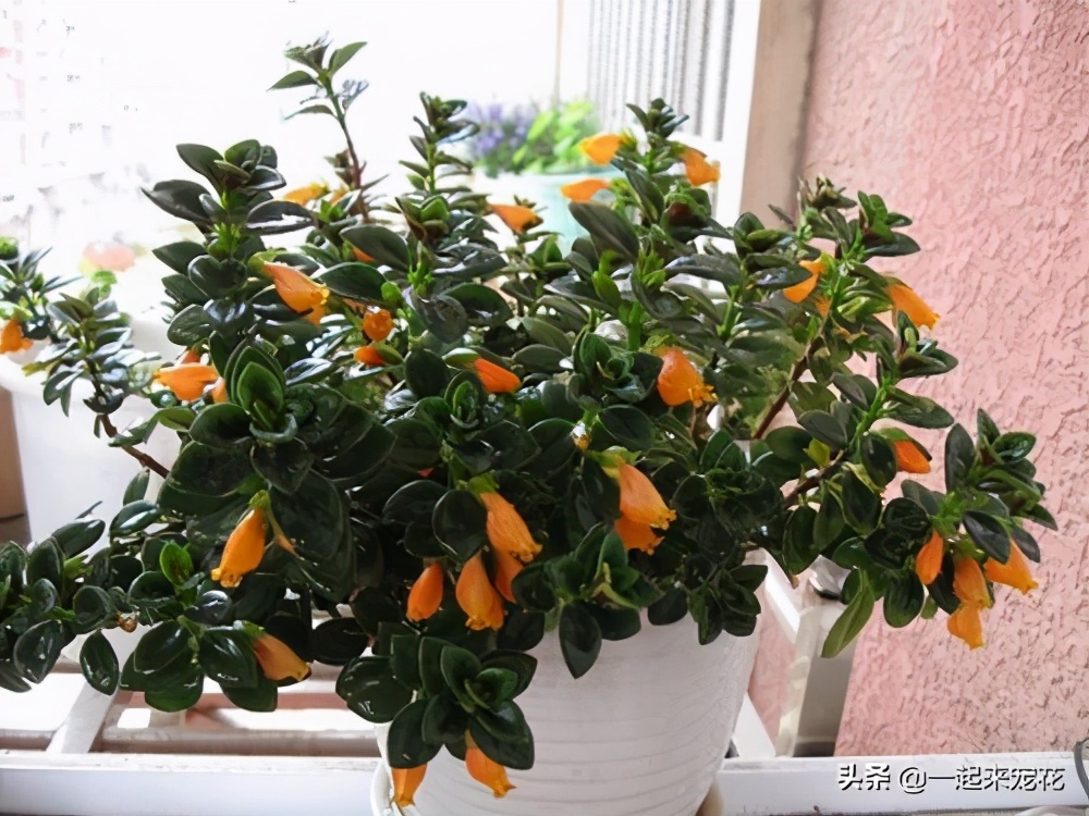 新上盆的金鱼吊兰怎么养护,金鱼吊兰的养护方法和管理