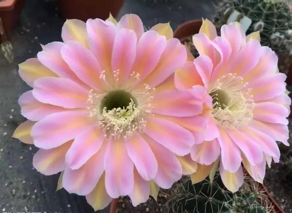 100种仙人球花图片,100种仙人球的品种视频