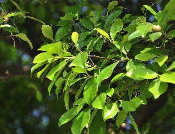 咬人很痒的小黑虫有哪些,小黑虫子咬了奇痒无比是什么虫