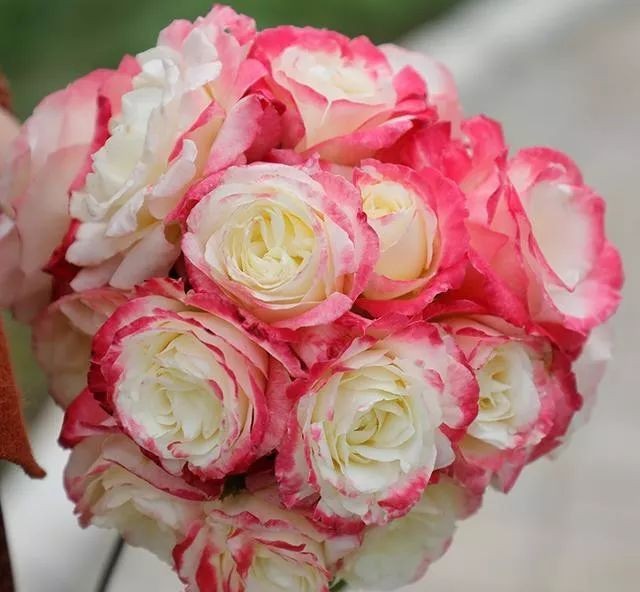 茶花是我国的十大名花吗,中国十大名花图片及花语