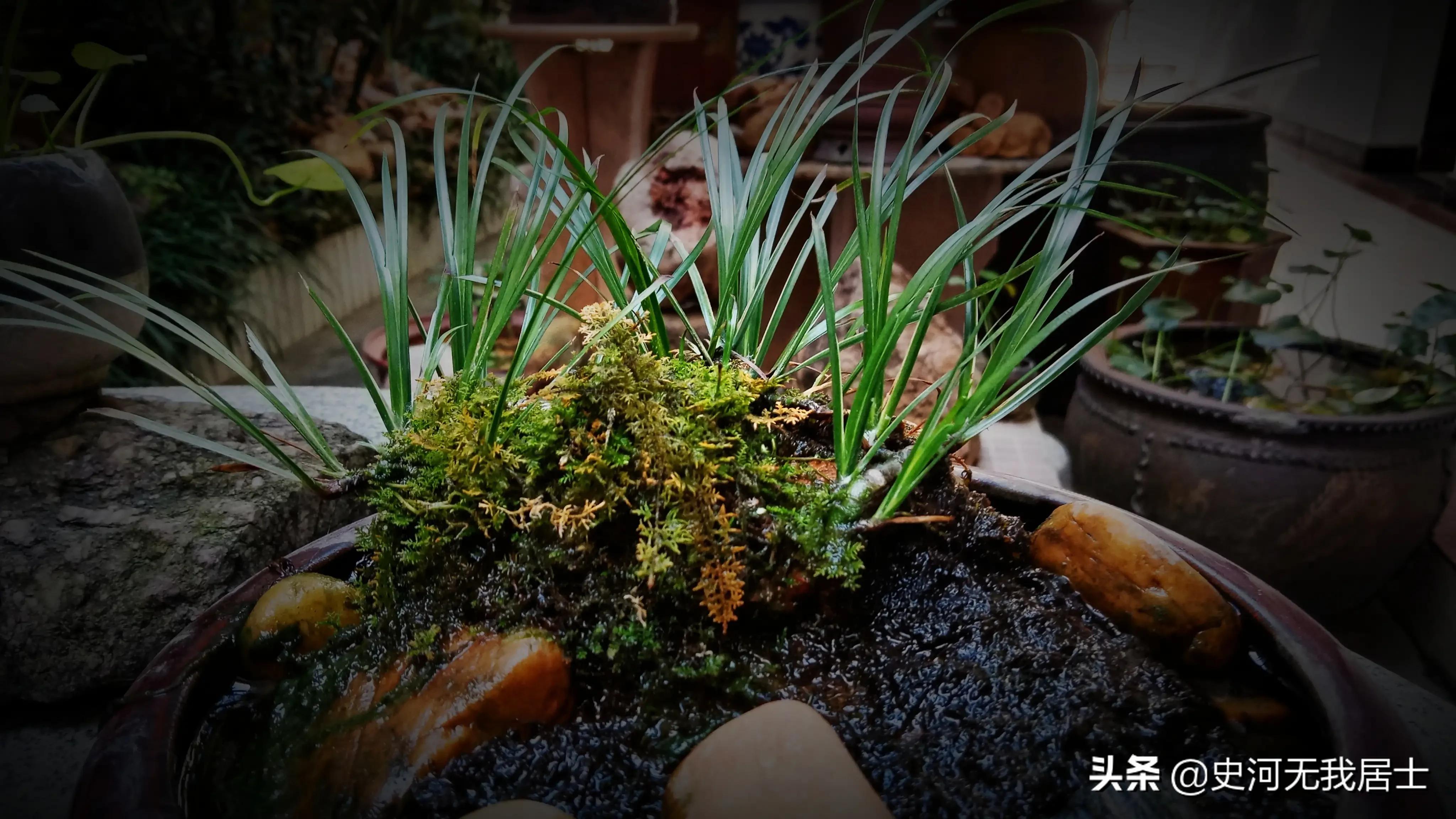 石菖蒲养护方法,石菖蒲的养护方法和用量