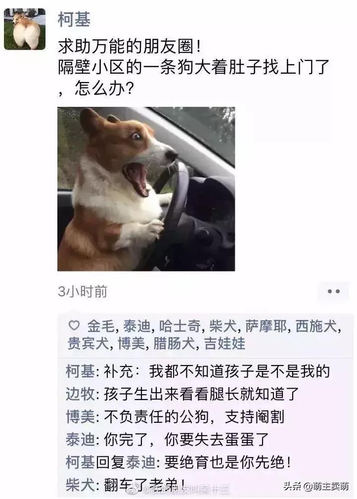 狗拟人化的性格,各种狗狗拟人化