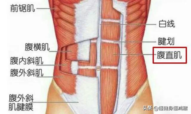 最全腹肌训练图解腹肌就该这么练,腹肌和深层腹肌的锻炼方法