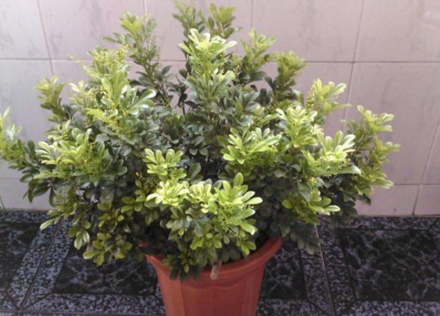 盆栽米兰花修剪技巧,米兰花怎么修剪叶子上有白色斑点