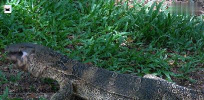 巨蜥吃乌龟视频,巨鳄龟吃蜥蜴