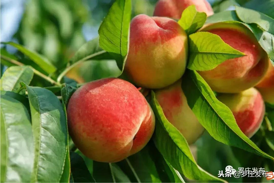 罗庄生活怎么样,罗庄哪几个村最好