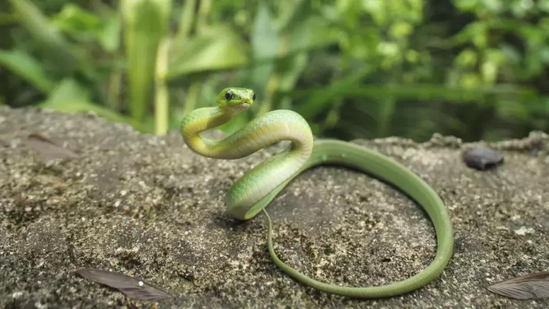 我眼中的绿是什么样的,我眼中的翠青蛇全集