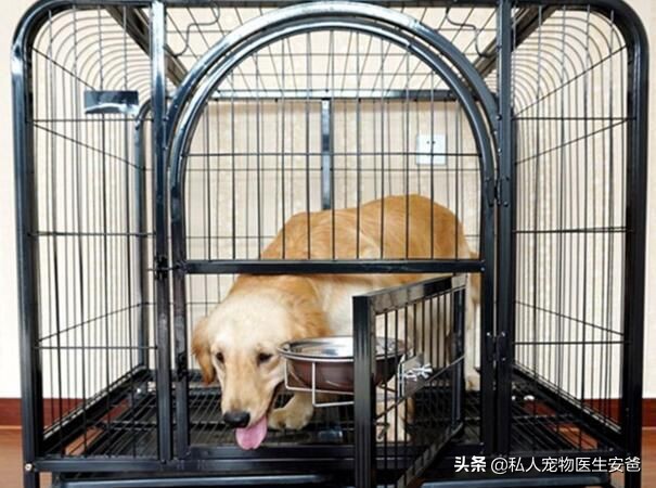 狗狗意外怀孕怎么办