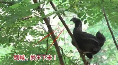 教你让鸡在指定的地方下蛋,怎么让鸡在你指定的地方下蛋