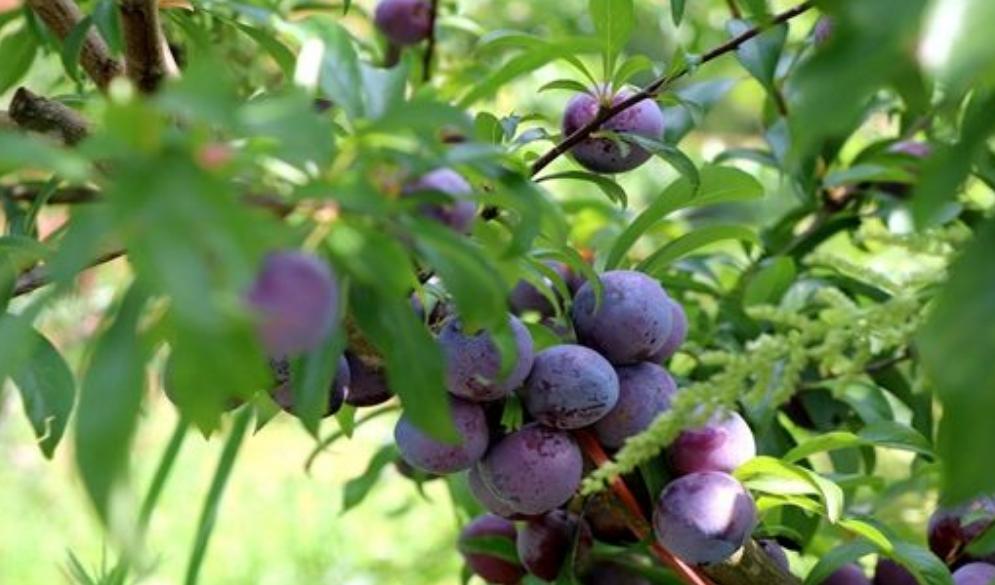 广元市四县三区的特产和景点,四川广元十大著名特产