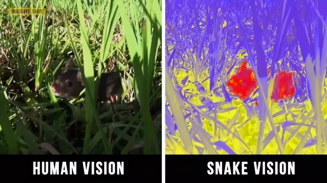 被拍到罕见巨蟒,捕获7米长巨蟒