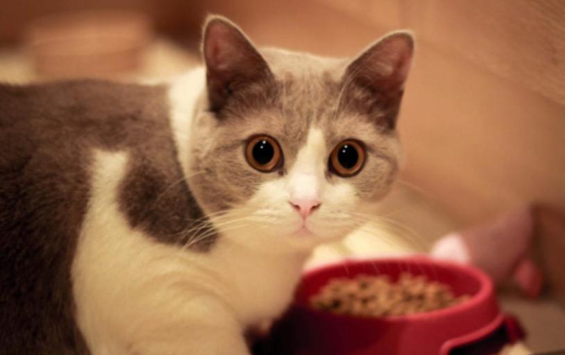 不喂猫粮的实惠养猫攻略,双十一养猫囤货清单记得收藏