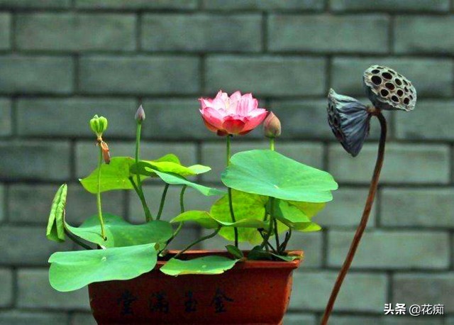 碗莲种藕种几棵好养活呢,碗莲种藕种了一个星期不长叶