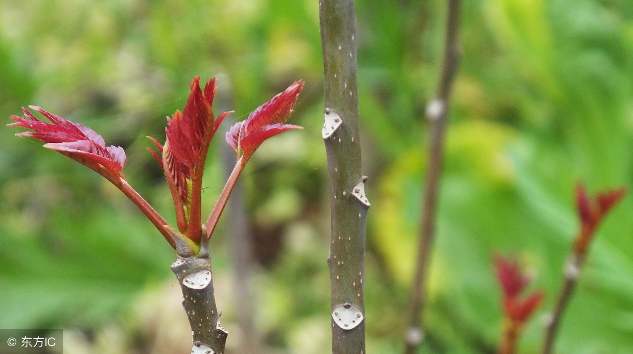 现在香椿能吃不,现在的香椿还能不能吃