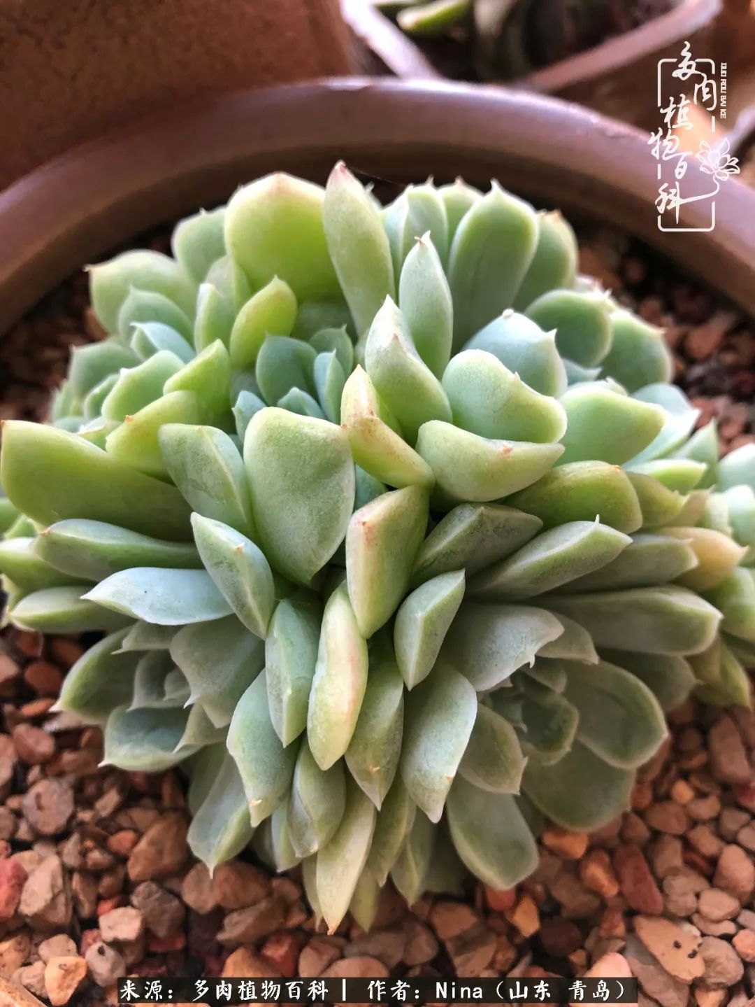 面对残酷的现实，是多肉治愈了我迷茫的未来