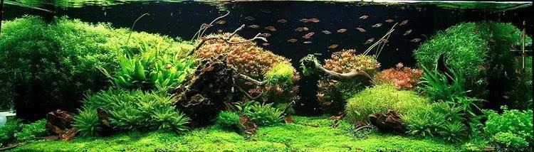 家装室内水系造景设计,家居鱼池假山布局