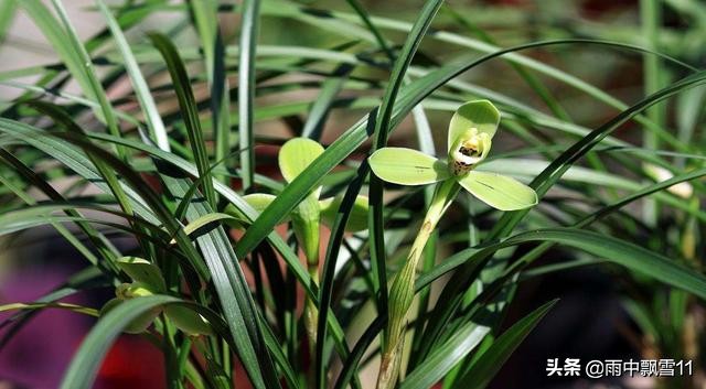 兰花怎么养是最好的方法,兰花怎样养才能养得好