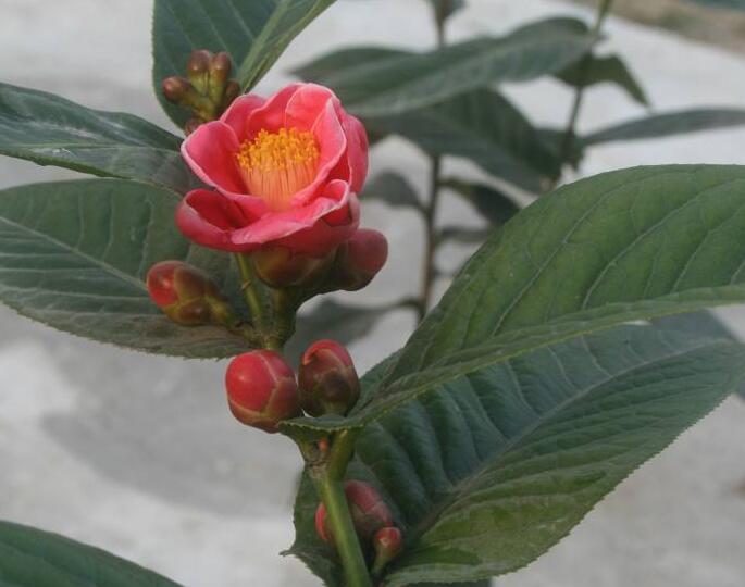 海棠花烂茎如何挽救,教你3个挽救小妙招,让海棠花起死回生