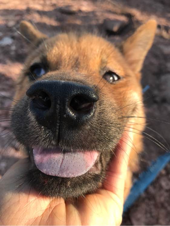 中华田园犬怎么挑选猎犬,怎么挑选土猎犬又不咬人